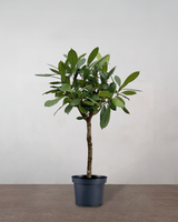 type=Ingen krukke/color=Ingen farve