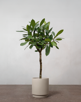 type=Simple krukke/color=Light Sand