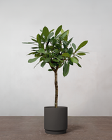 type=Simple krukke/color=Warm Black