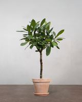 type=Terracotta krukke/color=Terracotta