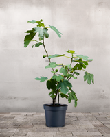 type=Ingen krukke/color=Ingen farve