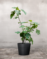 type=Greenify Udendørskrukke/color=Sort