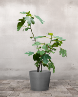 type=Greenify Udendørskrukke/color=Grå