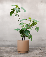 type=Simple krukke/color=Pale Terracotta