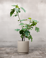 type=Simple krukke/color=Light Sand