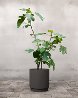 type=Simple krukke/color=Warm Black