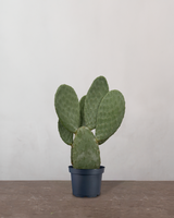 type=Ingen krukke/color=Ingen farve