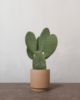 type=Simple krukke/color=Pale Terracotta