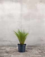 type=Ingen krukke/color=Ingen farve