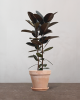 type=Terracotta krukke/color=Terracotta