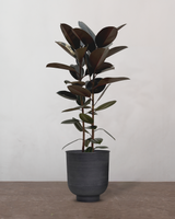 type=Vig krukke/color=Sort