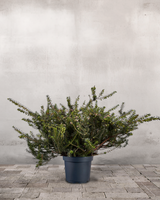 type=Ingen krukke/color=Ingen farve