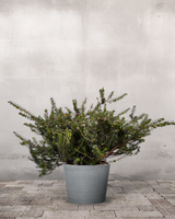 type=Greenify Udendørskrukke/color=Grå