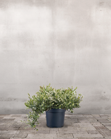 type=Ingen krukke/color=Ingen farve