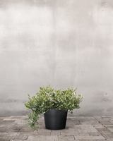 type=Greenify udendørskrukke/color=Sort