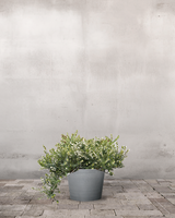 type=Greenify udendørskrukke/color=Grå