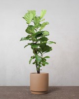 type=Simple krukke/color=Pale Terracotta