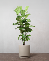 type=Simple krukke/color=Light Sand