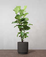 type=Simple krukke/color=Warm Black