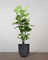 type=Vig krukke/color=Sort