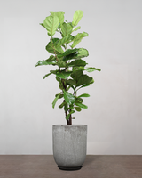 type=Glaseret krukke/color=Grå