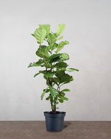 type=Ingen krukke/color=Ingen farve