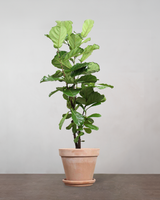 type=Terracotta krukke/color=Terracotta