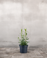 type=Ingen krukke/color=Ingen farve