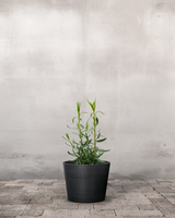 type=Greenify Udendørskrukke/color=Sort