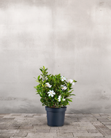 type=Ingen krukke/color=Ingen farve