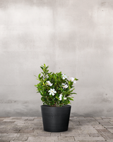 type=Greenify Udendørskrukke/color=Sort