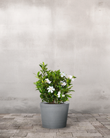 type=Greenify Udendørskrukke/color=Grå