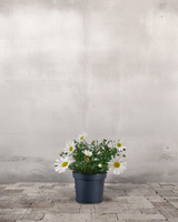 type=Ingen krukke/color=Ingen farve