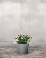 type=Greenify Udendørskrukke/color=Grå