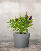 Sommerfuglebusk, Buddleja 'Little Magenta' - 40-60 cm