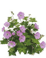 Storkenæb, Geranium 'Rose Clair'