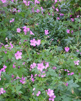 Storkenæb, Geranium Oxonainum 'Rose Clair' - 12 cm potte