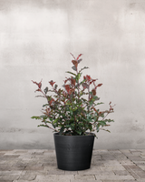 type=Greenify Udendørskrukke/color=Sort