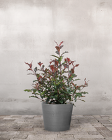 type=Greenify Udendørskrukke/color=Grå