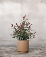 type=Simple krukke/color=Pale Terracotta