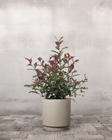 type=Simple krukke/color=Light Sand