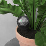 Grøn Julegavepakke: Gummitræ & Plejesæt