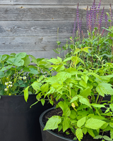 Krukke Hindbær ' Little Sweet Sister' - 50-60 cm