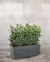 Greenify Plantekasse - Højbed på hjul m. vandreservoir