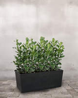 Greenify Plantekasse - Højbed på hjul m. vandreservoir