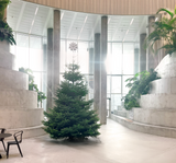 Økologisk Nordmannsgran Juletræ - Flere varianter