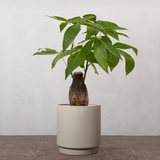 Grøn Julegavepakke: Lykkekastanje & Plejesæt