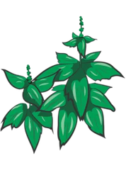 Grøn Basilikum Piccolino - 15-25 cm