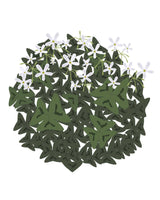 Sommerfuglekløver Grøn, Oxalis triangularis - 15-25 cm