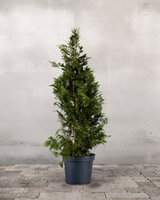 type=Ingen krukke/color=Ingen farve